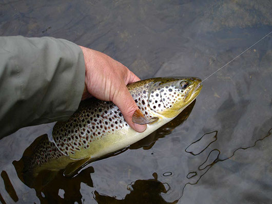 Nice trout