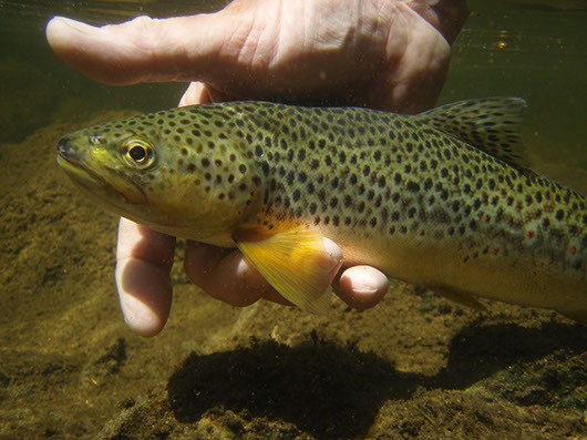Brown trout