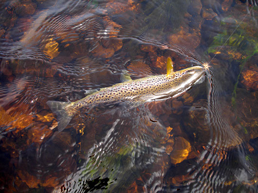 Trout