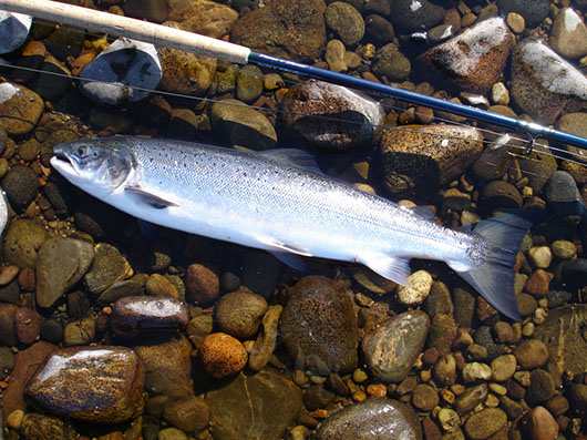 Salmon