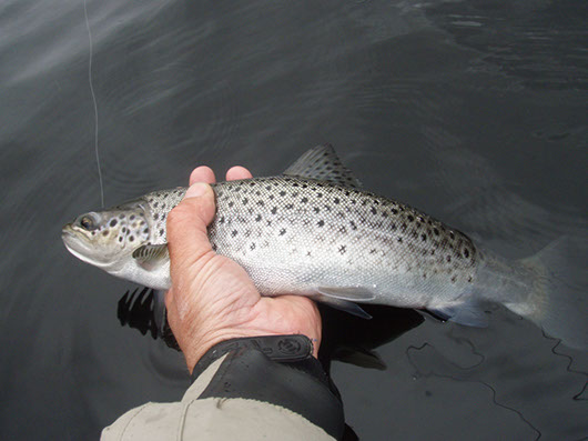 Sea Trout