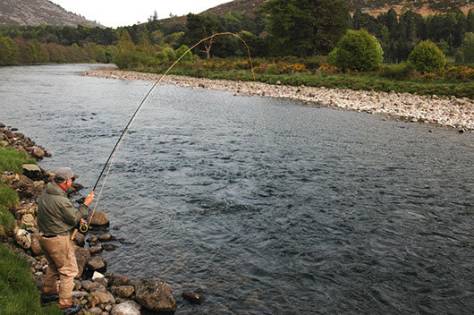 Playing salmon