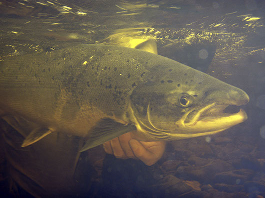 Underwater salmon