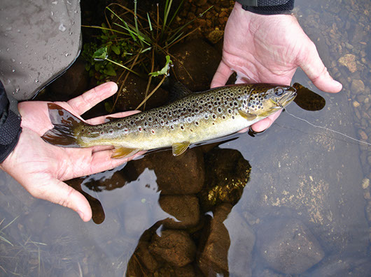 Brown Trout