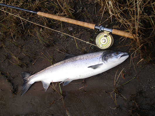 Salmon