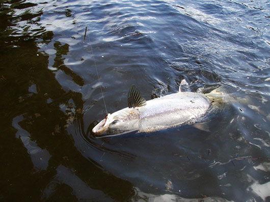 Salmon