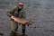 20lb + male salmon