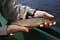 brown trout