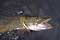Pike