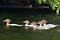 Goosanders