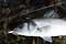 Sea Bass